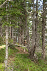 path in the woods in the mountain 