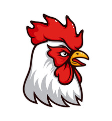 White rooster mascot, vector chicken, cock or cockerel head. Angry animal of poultry farm with white feathers and red comb. Isolated rooster head crowing with open beak, sport team mascot, club symbol