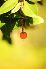 Madroños getting red IV