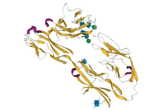 Structure of DCC, a netrin-1 receptor. 3D cartoon model, secondary structure color scheme, PDB 3laf