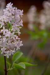early spring in the garden lilac branch with flowers