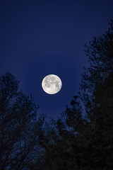 Fototapeta na wymiar Full Moon Rising Above Trees