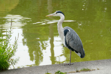Fototapeta premium Grey Heron (Ardea cinerea) standing near a pond in Zurich, Switzerland