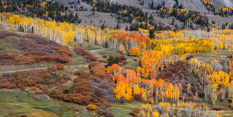 Wide Ratio View Of Fall Mountain Scenery With Colorful  Aspens Near Telluride CO