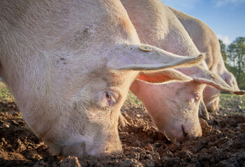Pink Pigs rooting in the soil for food with their snouts