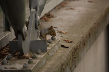 Douglas Squirrel ( Tamiasciurus douglasii ) on a concrete ledge above a river