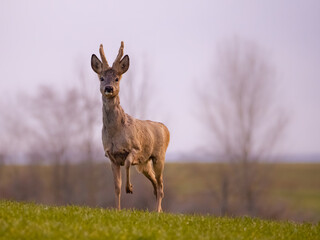 Rehbock auf einem abgeernteten Feld