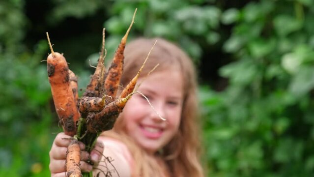 Young Caucasian Girl Holding Fresh Ripe Carrots Pulled Straight From The Ground in Vegetables Garden