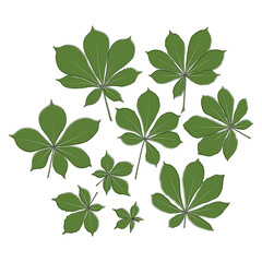 Set of vector chestnut leaf outline and coloured icon. Simple chestnut leaves illustration for logo. Realistic hand drawn leaves illustration set on white background.