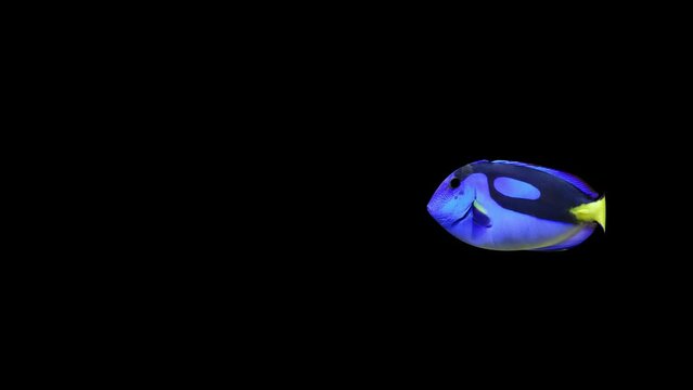 Blue Tang Fish Video with a black background, Fish Animation, Fish Swim Green Screen Video, 3D Animation, Underwater, Single and Group, Near camera, aquatic animals, 4K 
The footage, animated fish