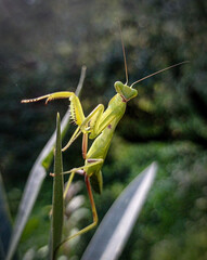 green praying mantis
