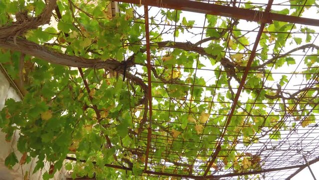 Parral de uva en antiguo sombraje de casa solariega de campo