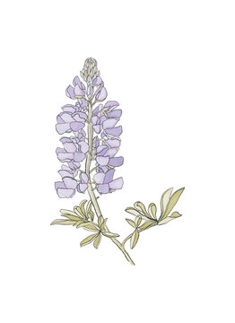 Elegant blue lupine flower branch with leaves in a watercolor style on a green watercolor background for design. Isolated hand drawn illustration element.