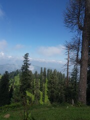 forest in the mountains