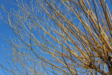 tree branches under blue sky in April