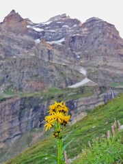 flower in the mountains