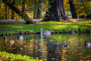 Autumn scenery with yellow leaves in the public park in Gdansk Oliwa, Poland