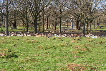 4/04/2021 Richmond park, UK. groups of deer in richmond park