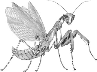 Black and  white vector drawing of mantis