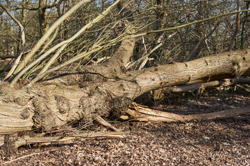 fallen tree with naked roots outside in rickmond park