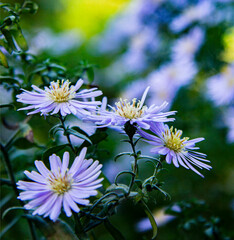 flowers in garden