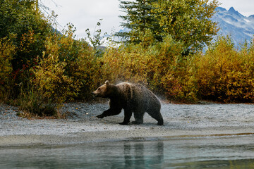 grizzly bear shaking water off of fur and hide in alaska fishing salmon