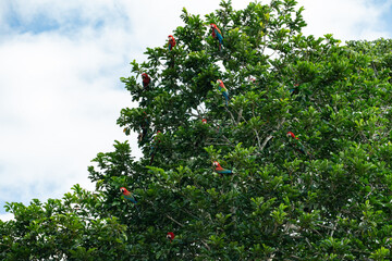 Fototapeta na wymiar Papageien sitzen gemeinsam auf einem Baum