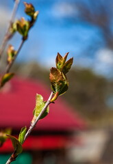 Young leaves on a branch of chokeberry close-up in the garden in spring