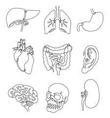 Human internal organs continuous one line set vector illustration. Lungs kidneys stomach intestines - obrazy, fototapety, plakaty