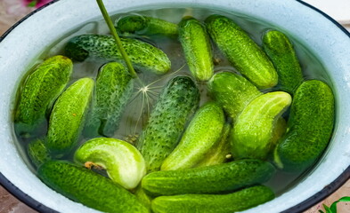 Cucumbers in an enameled basin with water close-up in summer