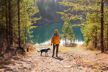 Young tourist woman with yellow backpack walking with mixed breed Bedlington Whippet dog in blue...