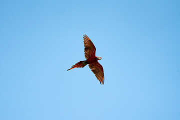 Papagei fliegt am Himmel