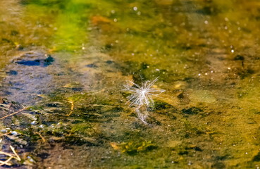Fluff with a plant seed close-up on the river in summer