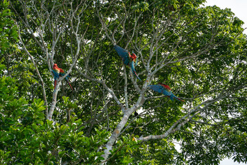 Papageien sitzen gemeinsam auf einem Baum