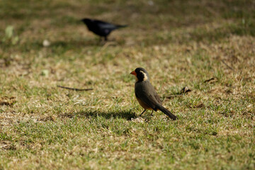 aves diurnas