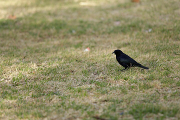aves diurnas