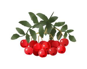 Rowan in watercolor. Vector clipart isolated on white background.
