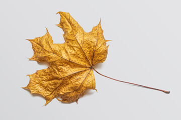 Dried maple leaf with a stem on a light background