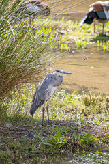 Fototapeta premium Royal heron in the shade of reeds in a river