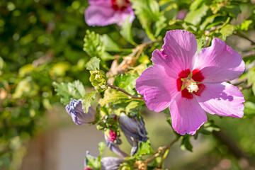 Obraz premium Close-up of a pink Hibiscus flower