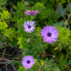 Close up of purple dimorphotheca flower