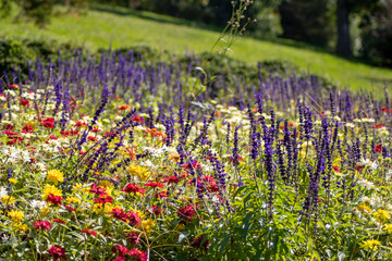 Set of flowers of different kinds and colors