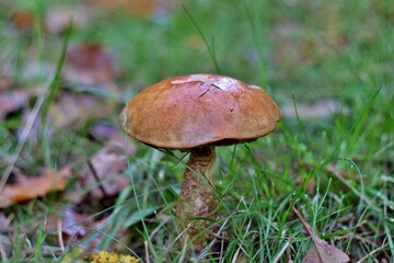 Un bolet dans un bois.