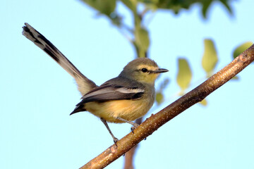 Greater Wagtail-Tyrant (Stigmatura budytoides) isolated, perched on blue sky