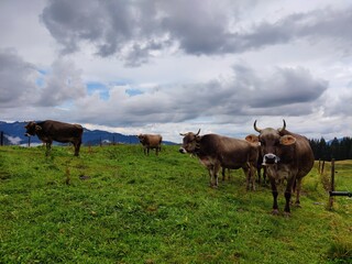 Kühe auf grüner Wiese