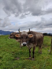 K&uuml;he auf gr&uuml;ner Wiese