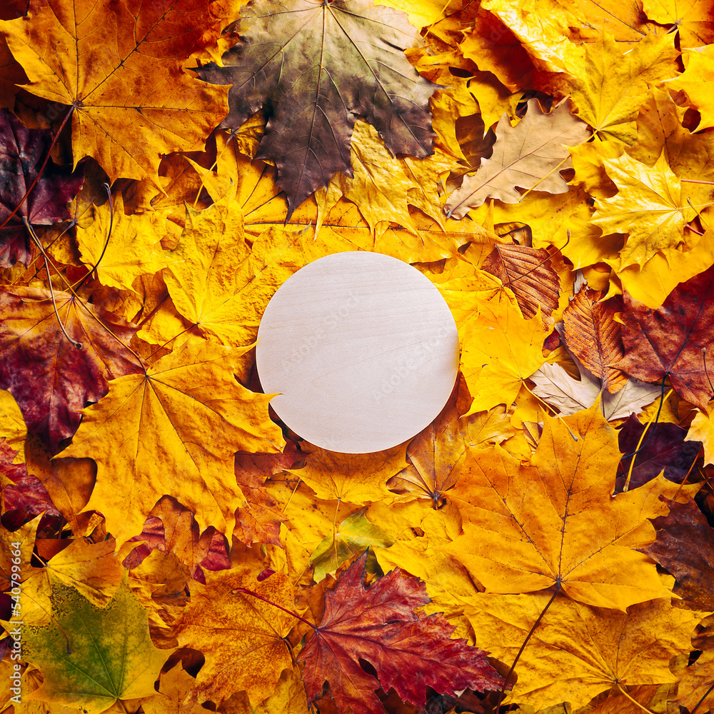 Canvas Prints autumn concept - background of dry fallen autumn leaves with space for text in the middle - round wo