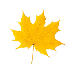 Yellow maple leaf on a white background, isolated. Autumn symbol