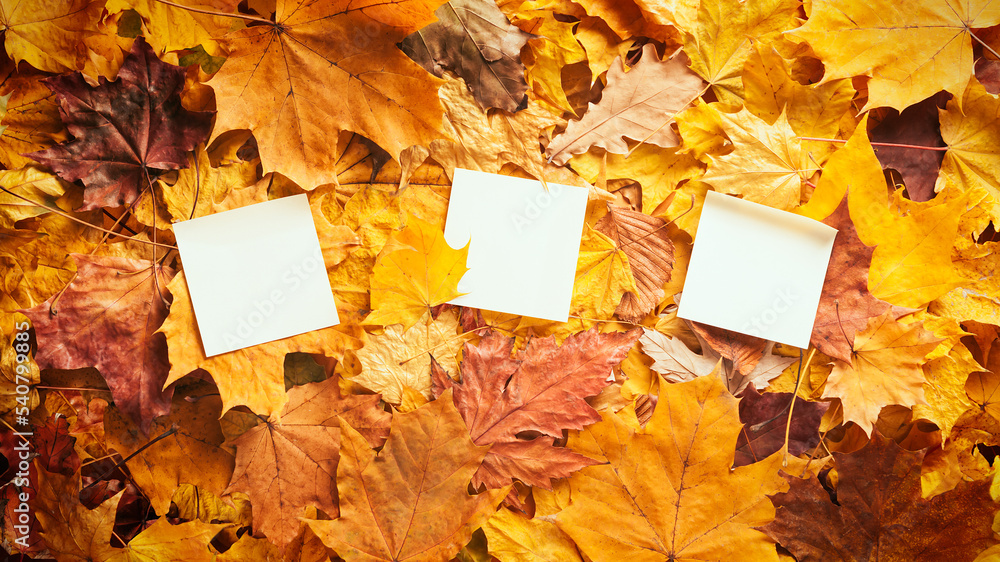 Canvas Prints autumn concept - background of dry fallen autumn leaves with place for text - three blank paper stic