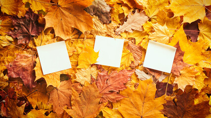 Naklejka na ściany i meble Autumn concept - background of dry fallen autumn leaves with place for text - three blank paper stickers surrounded by autumn leaves, copy space
